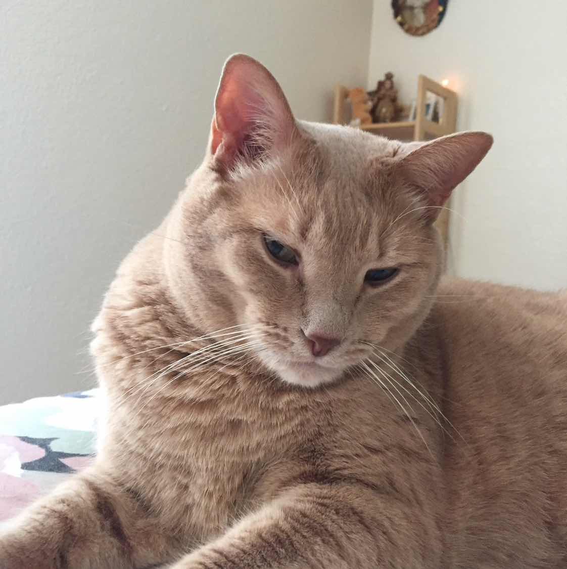 goodnovel comment avatar