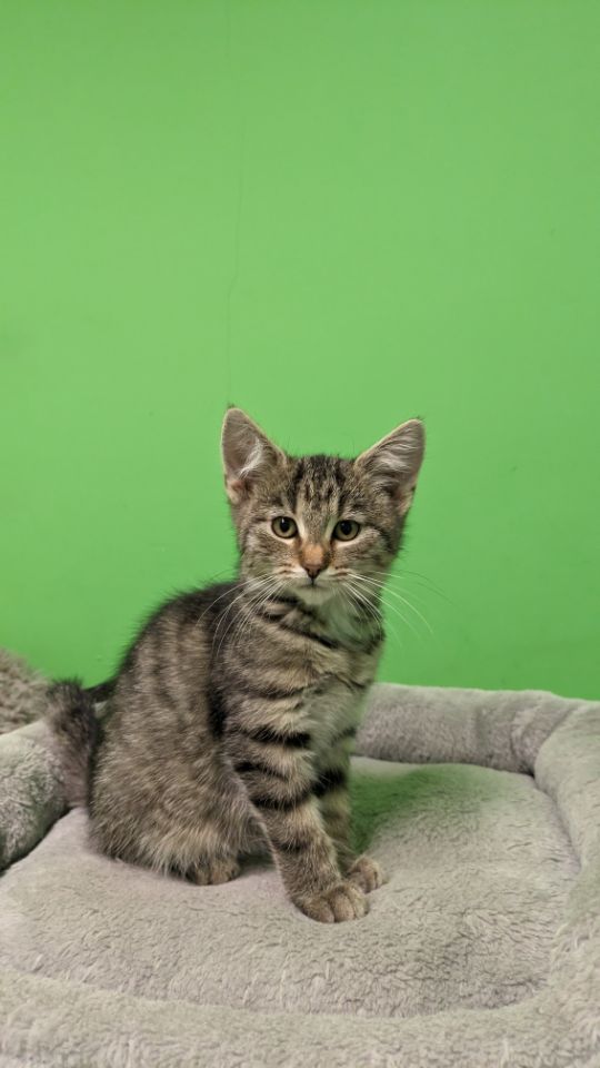 goodnovel comment avatar