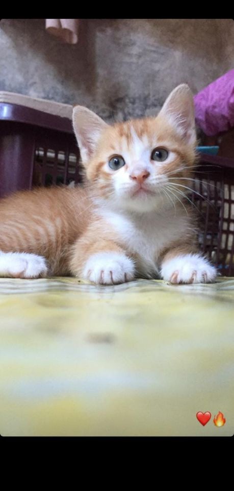 goodnovel comment avatar