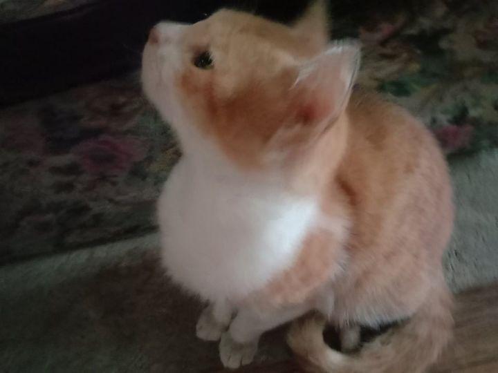 goodnovel comment avatar