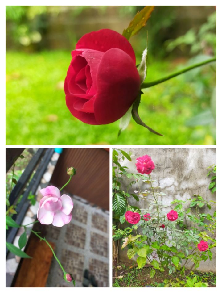 goodnovel comment avatar