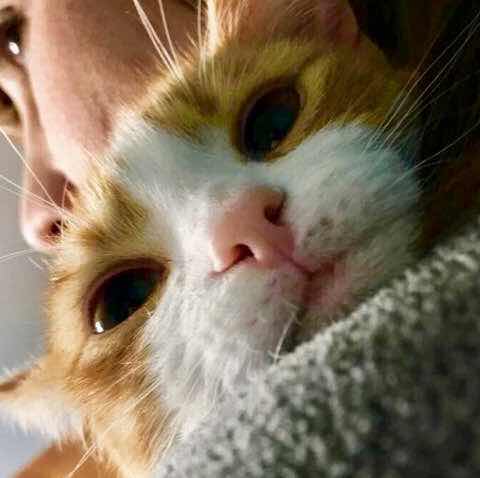 goodnovel comment avatar