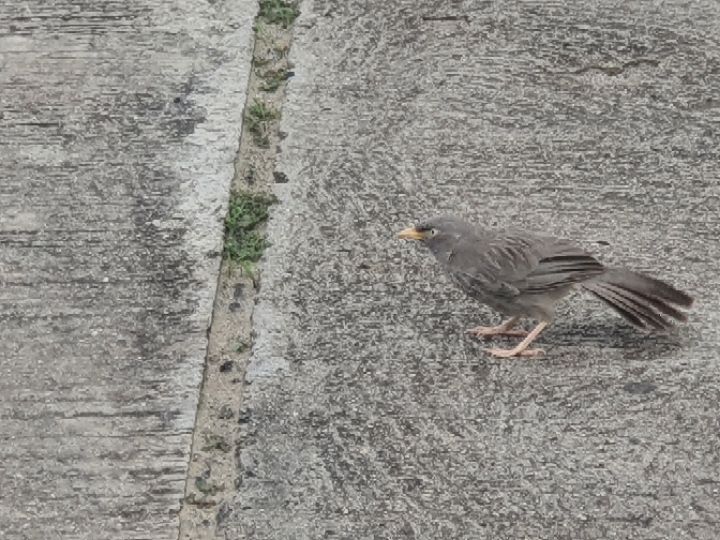 goodnovel comment avatar