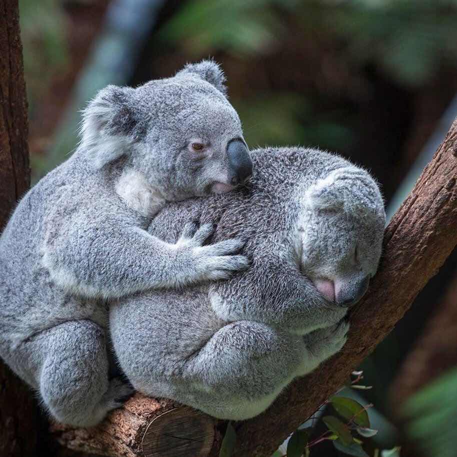 goodnovel comment avatar