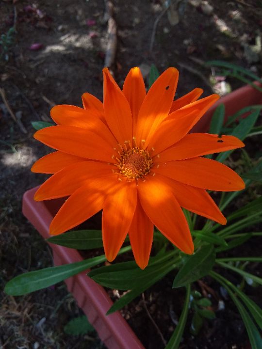 goodnovel comment avatar