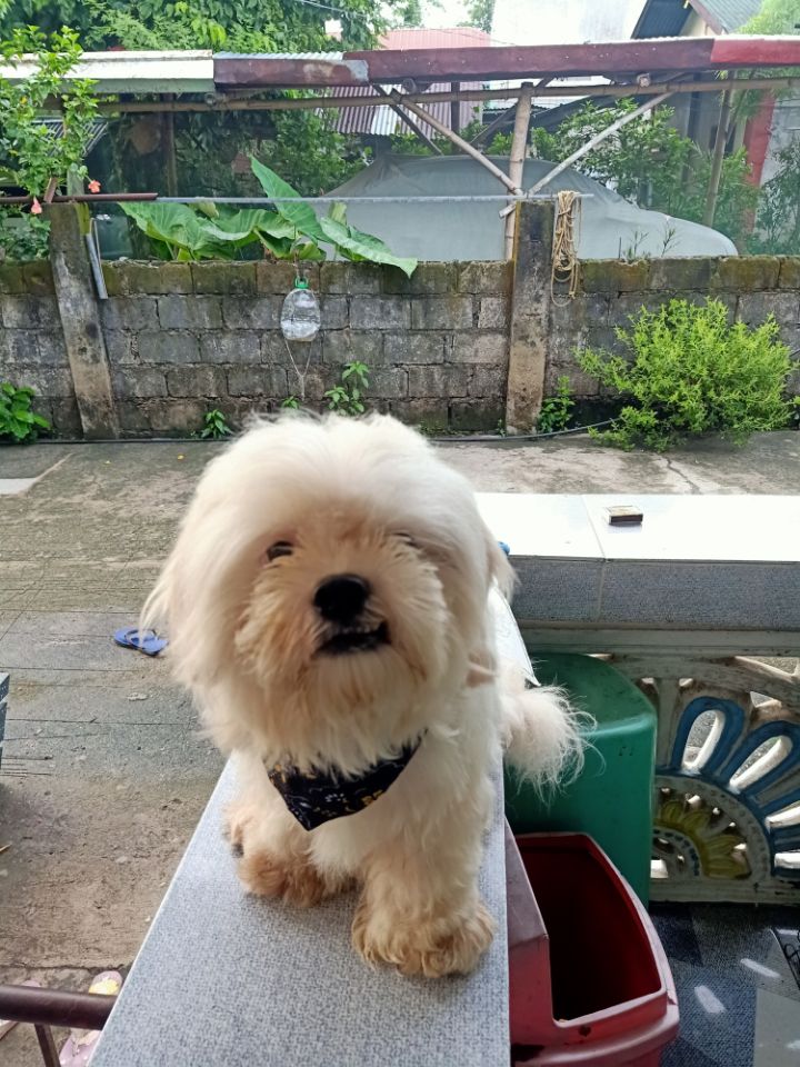 goodnovel comment avatar