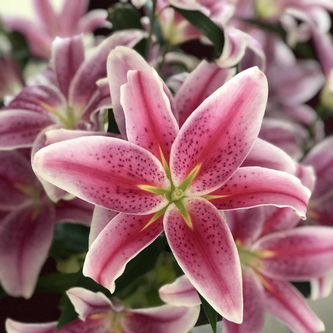 goodnovel comment avatar