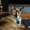 goodnovel comment avatar